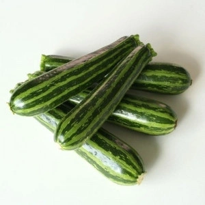 Dovlecel zucchini Cocozelle - Img 2