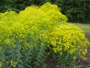 Drobusor-Isatis Tinctoria - Img 5