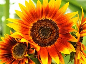 Floarea soarelui decorativa Evening Sun