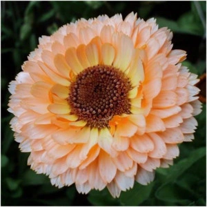 Galbenele-Calendula Off. Pink Surprise - Img 2