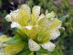 Gentiana Punctata - Img 2
