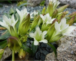 Gentiana Straminea - Img 2