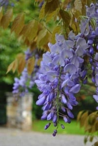 Glicina mov-Wisteria floribunda