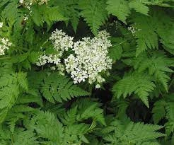 Hasmațuchi-Anthriscus cerefolium 