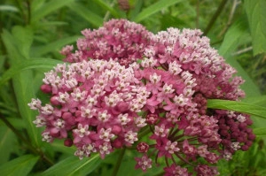 Iarba fluturilor-Asclepias incarnata - Img 5
