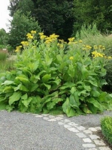 Iarbă mare-Inula helenium - Img 2