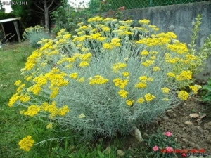 Imortela-Helichrysum arenarium-Siminoc - Img 6