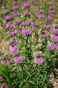 Lemon beebalm-Monarda citriodora - Img 2