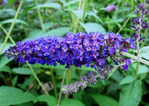Liliac de vara-Buddleja Davidii Empire Blue 