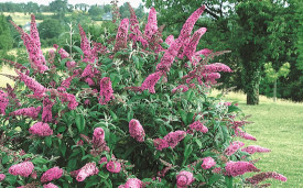 Liliac de vara-Buddleja Davidii Pink Delight