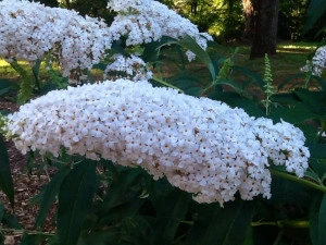 Liliac de vara-Buddleja Davidii White - Img 2