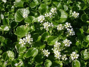 Lingureaua-Cochlearia officinalis - Img 4