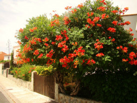 Luleaua Turcului-Campsis Radicans