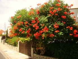 Luleaua Turcului-Campsis Radicans - Img 3