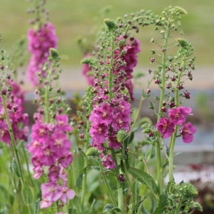 Lumanarica-Verbascum Phoeniceum Rosetta