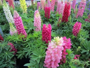 Lupin peren-Lupinus polyphyllus mix - Img 2