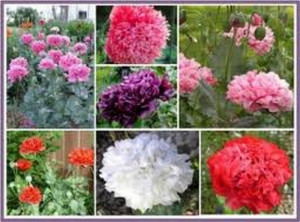 Mac paeony double mix