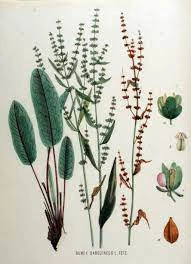 Macris Red veined-Rumex Sanguineus - Img 2