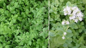 Maghiran-Origanum majorana - Img 5