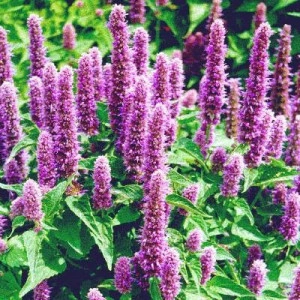 Mexican Hyssop-Agastache mexicana - Img 2
