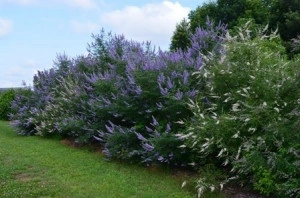 Mielareaua-Vitex agnus castus - Img 5