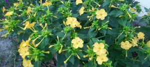 Mirabilis Jalapa mix - Img 3