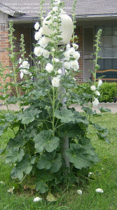 Nalba de gradina Double White