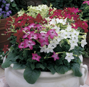 Nicotiana-Regina noptii mix