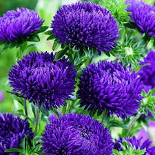 Ochiul boului-Callistephus chinensis Paeony Blue