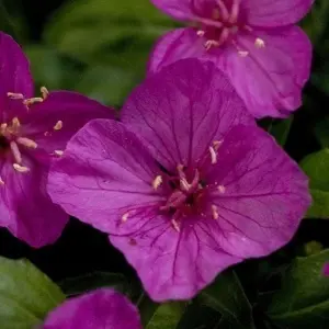 Oenothera Kunthiana Glowing Magenta