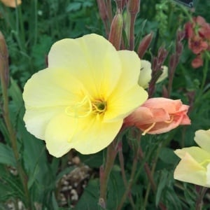 Oenothera Odorata Sulphurea 
