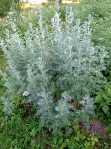 Pelin-Artemisia - Img 5