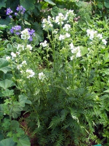 Polemonium Caeruleum-Jacob's Ladder White - Img 3