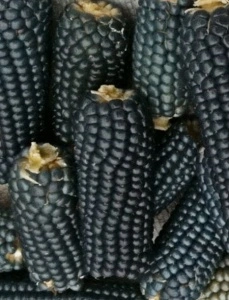 Porumb de floricele Purple Corn
