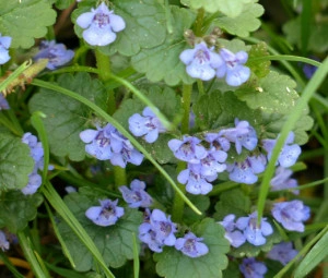 Rotunjoara-Glechoma Hederacea - Img 4