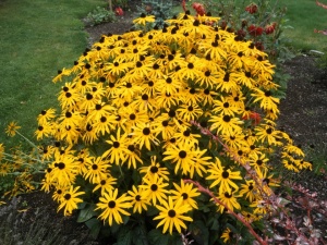 Rudbeckia Fulgida Goldsturm