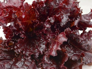 Salata Black Rose - Img 2