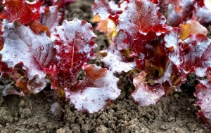 Salata Rossa Ricciolina