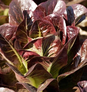 Salata verde Red Romaine-Red Cos Lettuce - Img 2