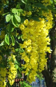 Salcam galben - Img 2