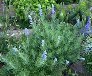 Salvia Jurisicii - Img 2