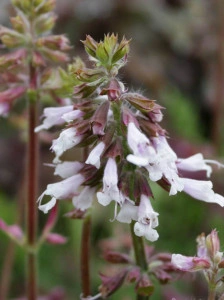 Salvia lyrata Purple Volcano - Img 3