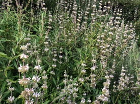 Salvia Mellifera-Black Sage - Img 4