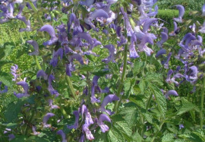 Salvia Miltiorrhiza-Red Sage