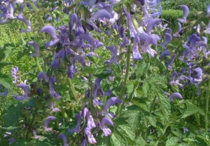 Salvia Miltiorrhiza-Red Sage - Img 2