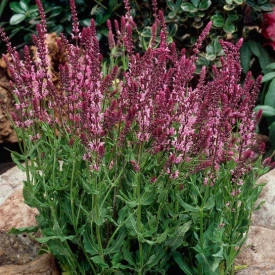 Salvia Nemorosa Rose Queen - Img 4