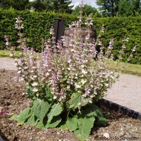 Salvia sclarea-Serlai - Img 3