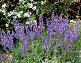 Salvia Transilvanica