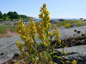 Splinuta-Solidago Virgaurea - Img 4