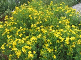 Sunatoare-Hypericum perforatum - Img 5